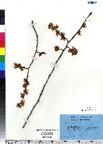 Ulmus americana image