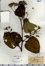 Arctium lappa image