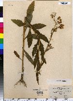 Erechtites hieraciifolia image