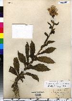 Erechtites hieraciifolia image