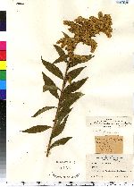 Solidago gigantea image