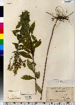 Solidago rugosa image