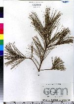 Pinus strobus image