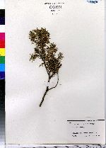 Juniperus communis image