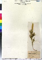 Lycopodium obscurum image