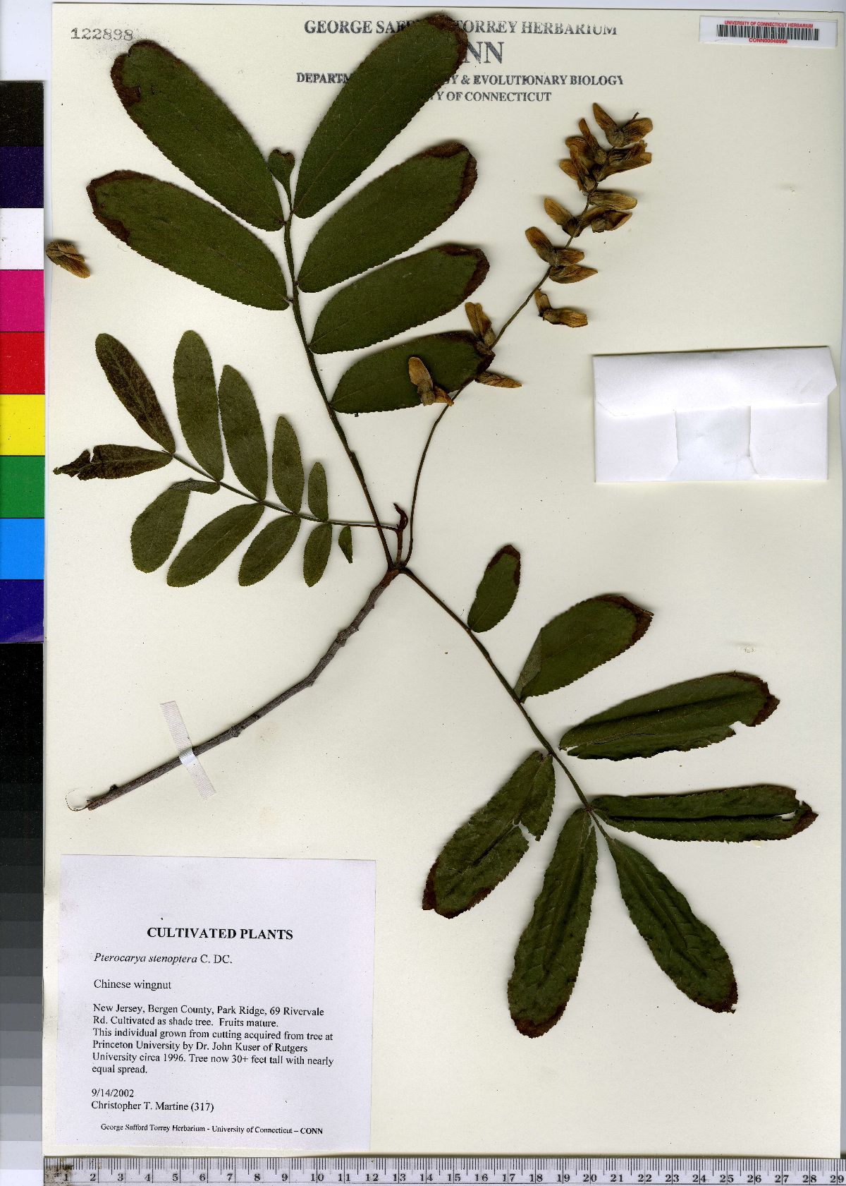 Pterocarya stenoptera image