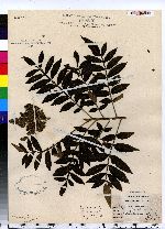 Rhus copallinum image