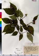 Philadelphus pubescens image