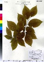 Fagus grandifolia image