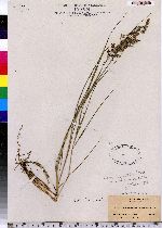 Calamagrostis langsdorfii image
