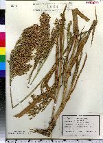 Panicum miliaceum image