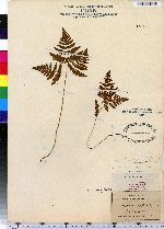 Gymnocarpium dryopteris image