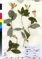 Lonicera sempervirens image