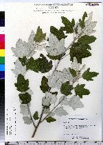 Populus alba image