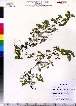 Ludwigia palustris image