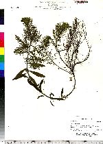 Proserpinaca palustris image
