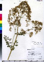 Thalictrum pubescens image