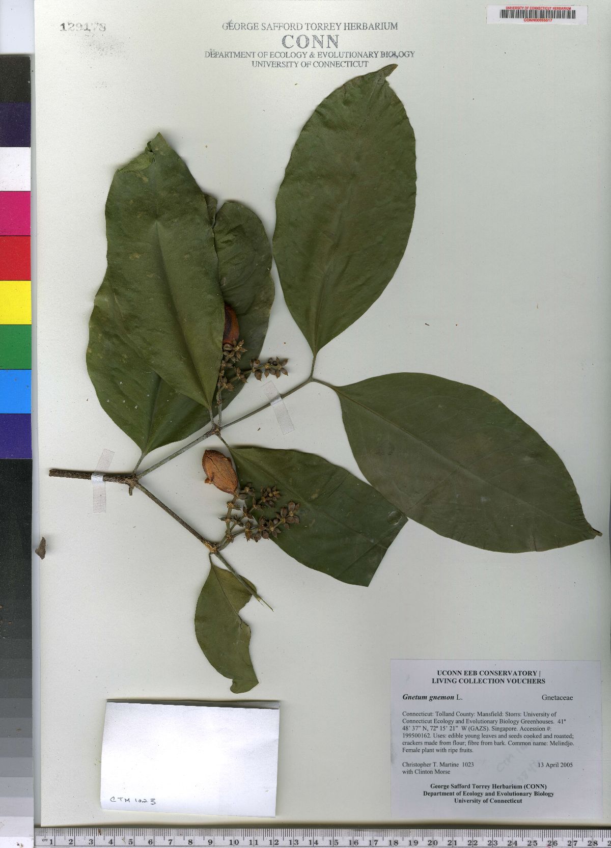 Gnetaceae image