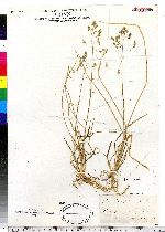 Poa brevifolia image