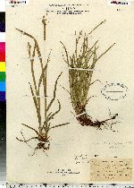 Carex pedicellata image