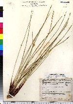 Juncus effusus image