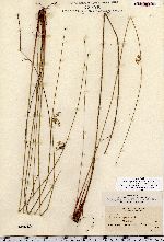 Juncus effusus image