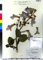 Paulownia tomentosa image