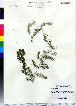 Ceratophyllum demersum image