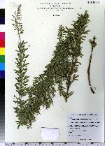 Lespedeza cuneata image