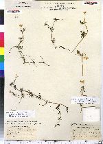 Ranunculus circinatus image