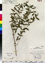 Scutellaria galericulata image