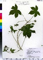 Humulus japonicus image