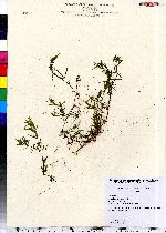 Callitriche heterophylla image