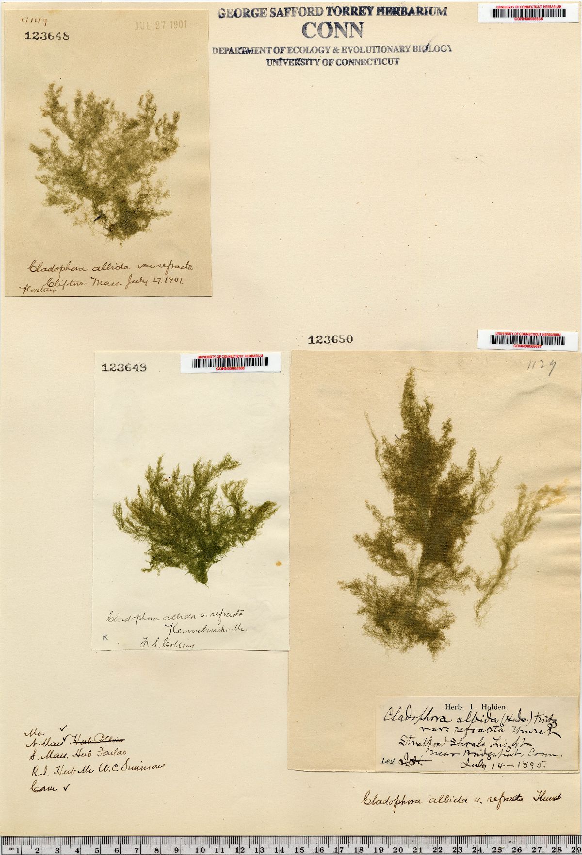 Cladophoraceae image