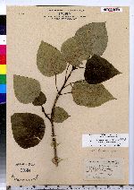 Populus balsamifera image