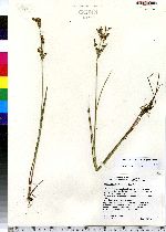 Juncus brevicaudatus image