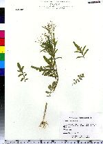 Cardamine pensylvanica image