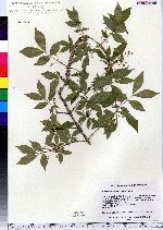 Euonymus alatus image