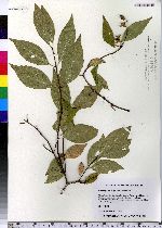 Philadelphus inodorus image