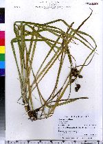 Scirpus hattorianus image