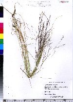 Agrostis hyemalis image