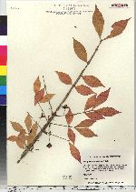 Euonymus alatus image