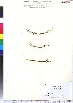 Gratiola aurea image
