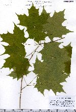 Acer saccharum image