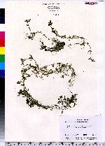 Callitriche stagnalis image