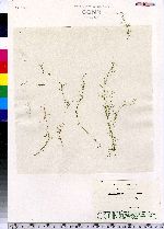 Callitriche heterophylla image