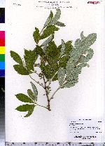 Elaeagnus umbellata image