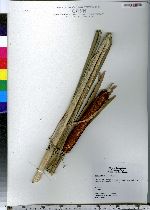 Typha latifolia image