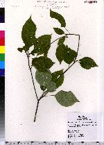 Cornus alternifolia image