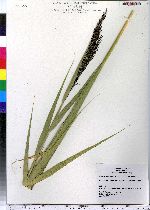 Phragmites australis image